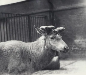 Wallichs rådjur som visar tidigt skede av hornens tillväxt, i sammet, London Zoo, maj 1920